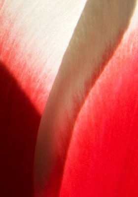 Tulip vertical fold.jpg