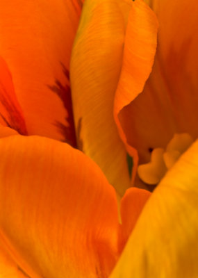 Billowing petals.jpg