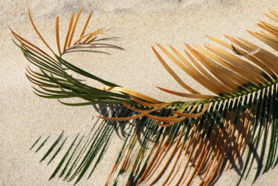Palm frond and feather.jpg