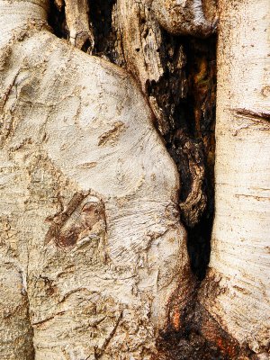 wood scars 4.jpg