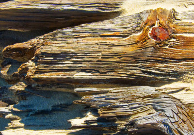 Rotting ships timbers.jpg