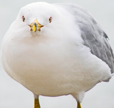 Baddest gull.jpg