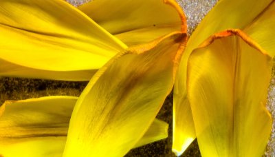 Fallen petals.jpg