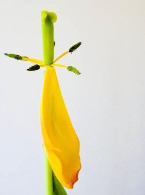 The last petal.jpg