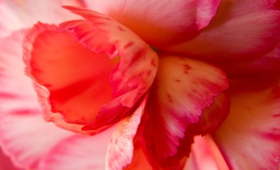 Heart of the flower.jpg