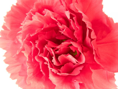Pink edges.jpg