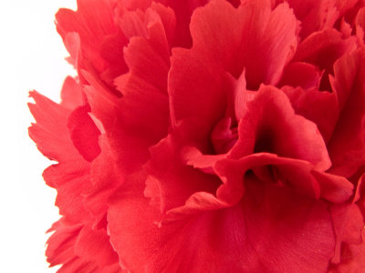 carnations