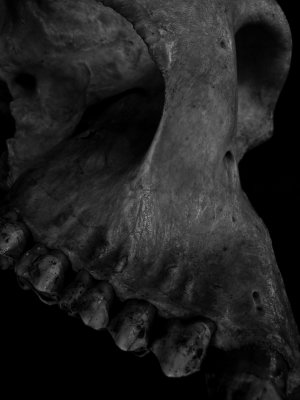 Half skull (baboon) 7.jpg