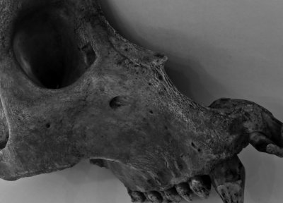 Half skull (baboon).jpg