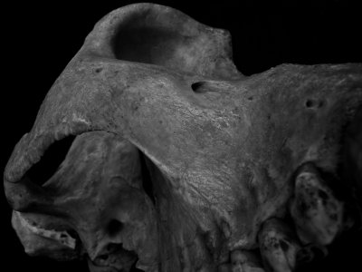Half skull (baboon) 9.jpg