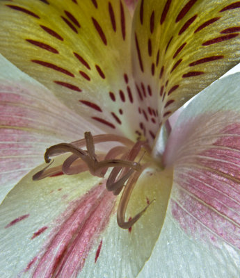 Lily 2.jpg