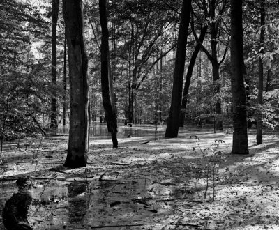 Flooded woods 1, Lake Monroe, IN, 2008.jpg