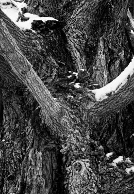 Maple tree bark, Weston, Missouri, 2007.jpg