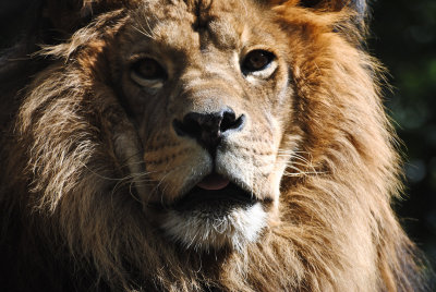 Lion portrait 1, Exotic Feline Rescue Center, 3 October 2010.jpg