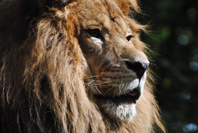 Lion portrait 2, Exotic Feline Rescue Center, 3 October 2010.jpg