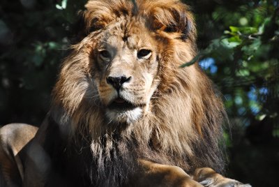Lion portrait 3, Exotic Feline Rescue Center, 3 October 2010.jpg