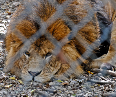 Lion pouting, Exotic Feline Rescue Center, 3 October 2010.jpg