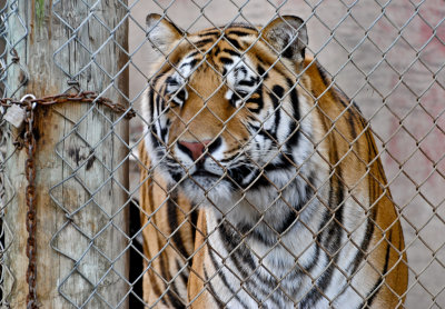 Tiger, feeding time, Exotic Feline Rescue Center, 3 October 2010.jpg