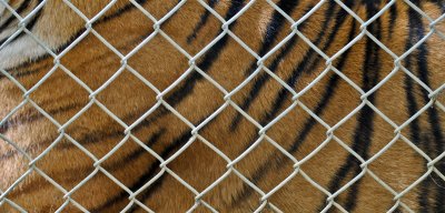 Patterns, Exotic Feline Rescue Center, 3 October 2010.jpg