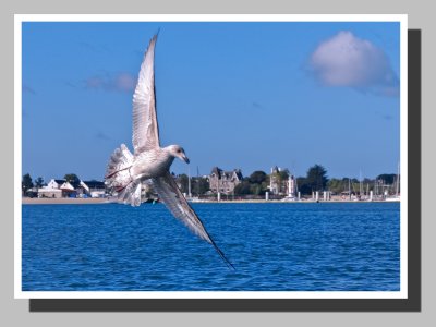 Sea Gulls