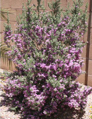 Purple Sage
