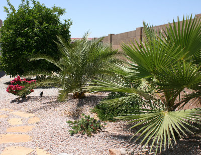 Palms on North Wall