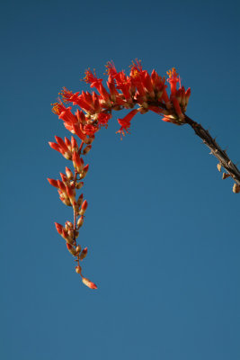 Ocotillo