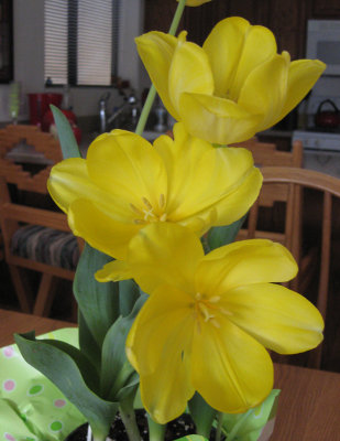 YellowEaster Flowers