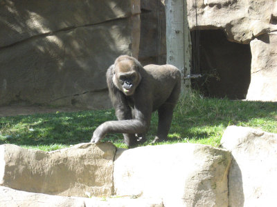 Gorilla at Wild Animal Park