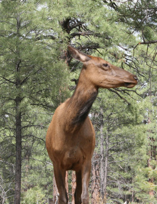 Elk at Grand Canyon