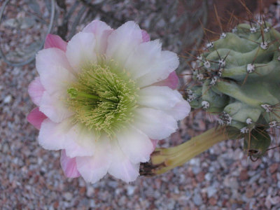 Cactui-bloom