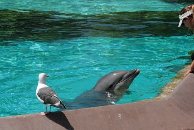 Dolphin and  Sea Gull