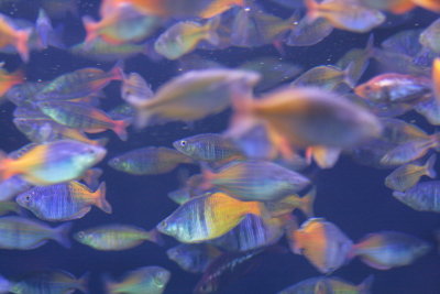 Sea World group of Fish