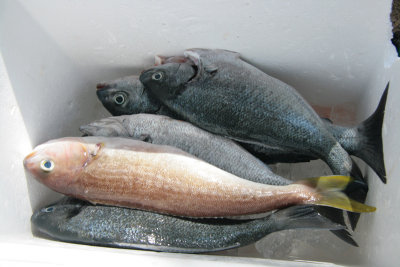  Fresh Fish for dinner