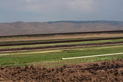 Mexican/American fence-Jucumba