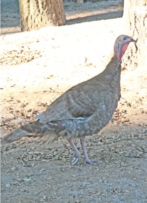 Another Park Turkey