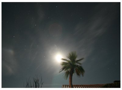 Meteor Shower -moon-Palm Tree
