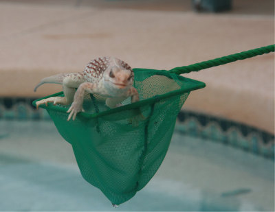 Netting Ozzie out of pool