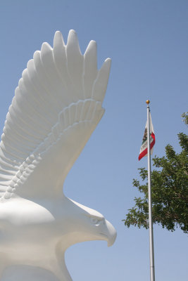 Eagle flying high