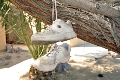 shoe tree