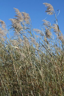 tall grass