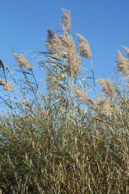 Grass blowing in wind