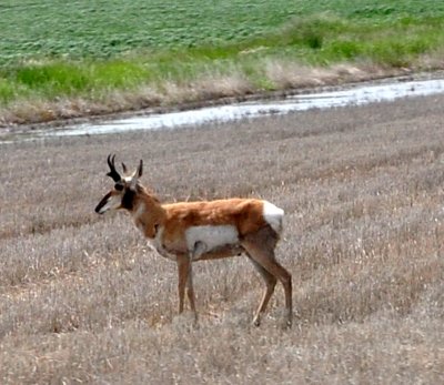 Montana Antelope