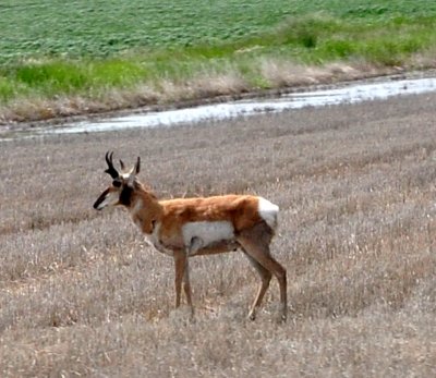 Montana Antelope