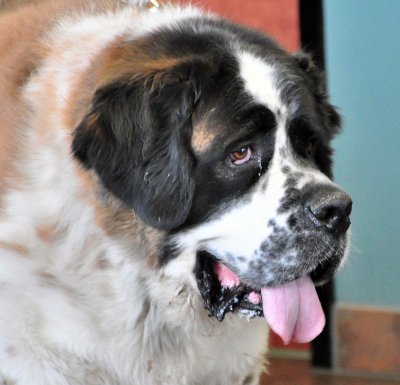 st bernard