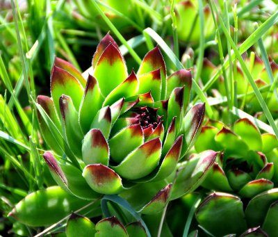 Hen  n chicks