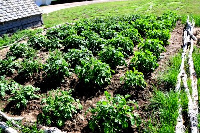 Potatoes Patch
