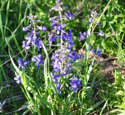 blue-bells.