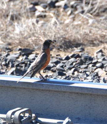 Robin on tracks