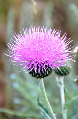 Russian thistle